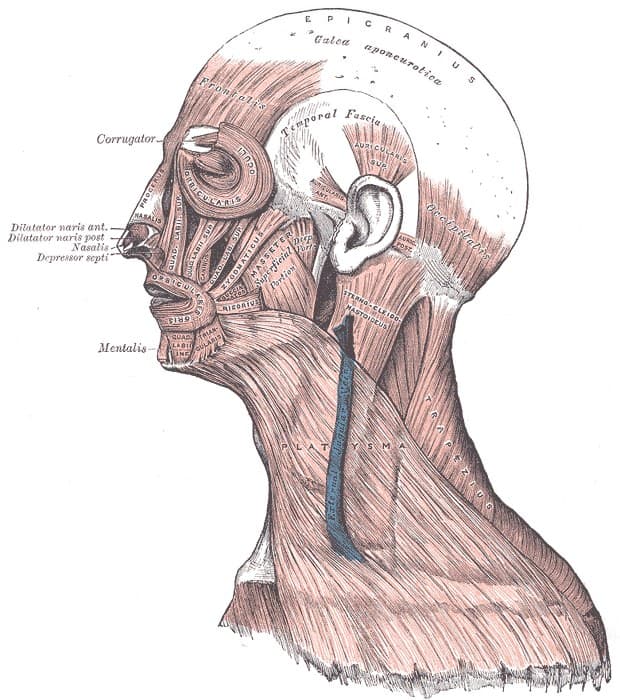 Anatomical plate of the muscles of the head and neck