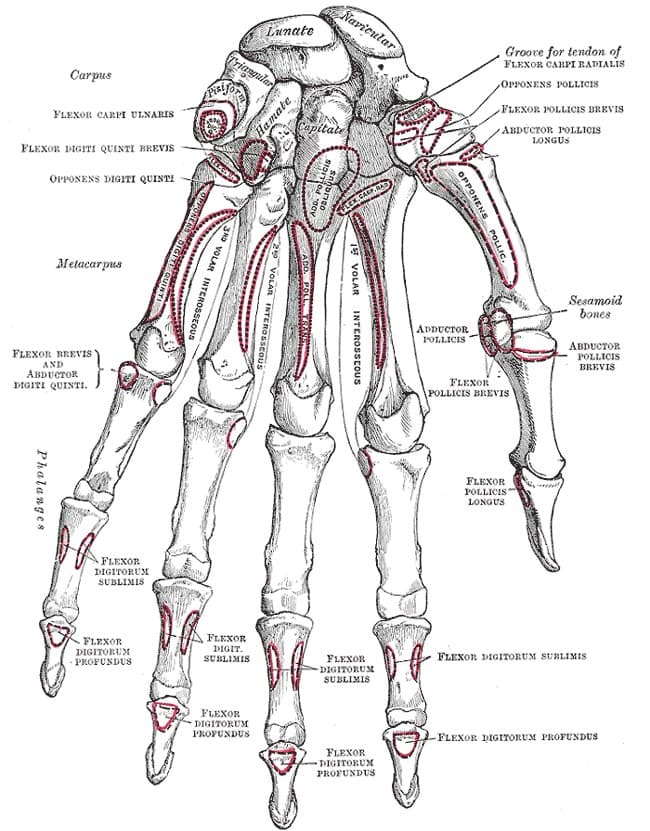 Anatomical plate of the bones of the hand from Gray's Anatomy
