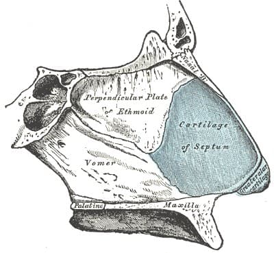 Anatomical plate of the cartilages of the nose from Gray's Anatomy